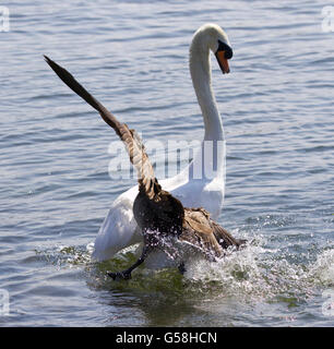 Image incroyable avec la bernache du Canada en attaquant le cygne sur le lac Banque D'Images