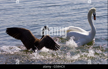 Photo avec la bernache du Canada en attaquant le cygne sur le lac Banque D'Images