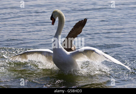 Belle photo de la swan passe loin de l'attaque de la bernache du Canada Banque D'Images