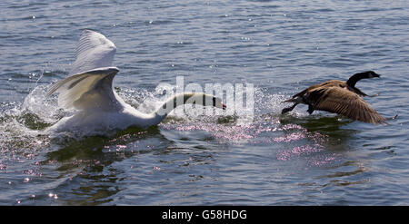 Amazing Photo avec le swan en colère attaque le Canada goose Banque D'Images