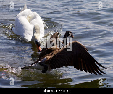 Incroyable moment d'émotion avec le cygne attaquer le Canada goose Banque D'Images