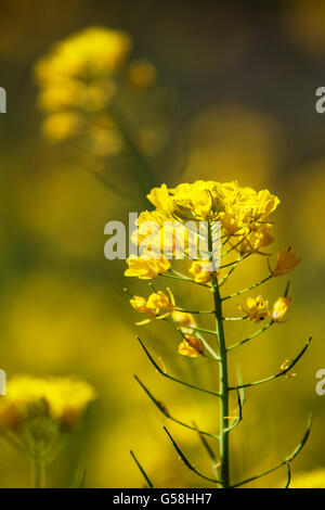 Vue rapprochée sur le terrain de la moutarde (Brassica rapa) dans le domaine Banque D'Images