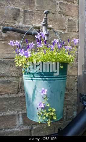 Plante de jardin Campanula dans petit seau suspendu à l'extérieur d'un robinet d'eau Banque D'Images