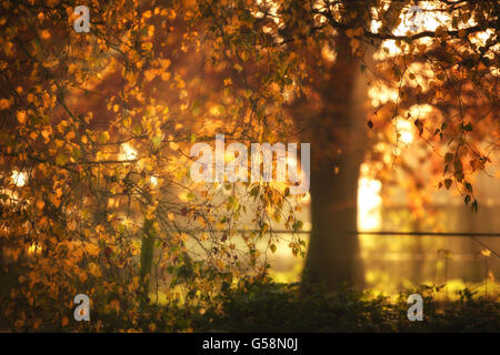 Copper Beech Tree en automne Banque D'Images