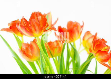Close up d'un groupe de bicolores vives tulipes jaunes et orange Banque D'Images