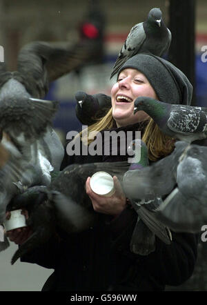 Nourrir les pigeons Banque D'Images