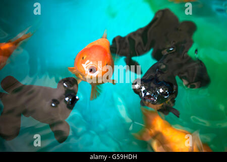 Ranchu oeil céleste et la respiration des poissons d'or sur la surface du réservoir de poissons, l'accent sur le Ranchu orange Banque D'Images