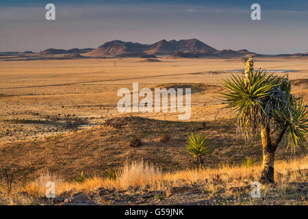 Loin de montagnes en désert de Chihuahuan, yucca dague espagnole à l'avant, à partir de la vue à Davis Mountains State Park, Texas Banque D'Images