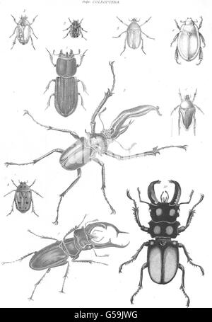 Insectes : entomologie ; Rose- Coléoptères ; Stag- Coléoptères ; Calloodes, vieille imprimer 1860 Banque D'Images