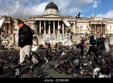 Vendeur d'alimentation pigeon Bernard Rayner Banque D'Images