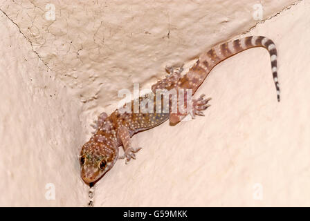 Chambre gecko dans le coin Banque D'Images