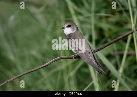 Sand martin, Riparia riparia, seul oiseau sur perchoir, Gloucestershire, Mai 2016 Banque D'Images