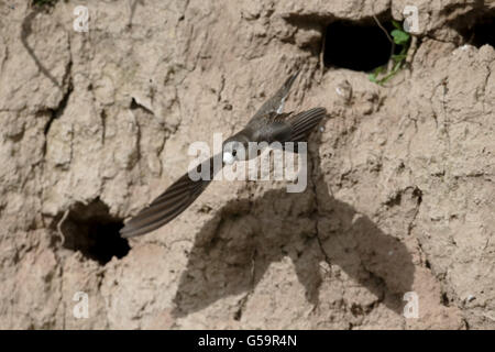 Sand martin, Riparia riparia, seul oiseau en vol partant de nid, Gloucestershire, Mai 2016 Banque D'Images