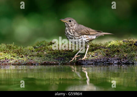 Grive musicienne, Turdus philomelos, seul oiseau par l'eau, de la Hongrie, Mai 2016 Banque D'Images