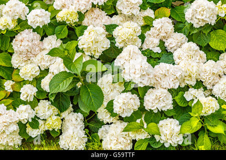 Groupe d'hortensias blancs avec des feuilles vertes Banque D'Images