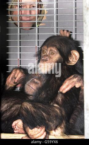 Un employé de l'aéroport se rend dans la cage des deux petits chimpanzés à l'aéroport de Gatwick à Londres avant de prendre un vol de 12 heures entre l'aéroport et leur nouvelle maison en Afrique, après une tentative infructueuse des introduire clandestinement au Moyen-Orient.* les chimpanes sauvages, une femme (L) de trois ans et un homme âgé de 15 mois, ont été transportés à Lusaka, en Zambie, avec la permission de British Airways World Cargo à la suite de leur épreuve de septembre dernier.Les autorités douanières de l'aéroport de Doha au Qatar ont découvert les singes entassés dans un petit conteneur dissimulé dans une boîte transportant des oiseaux exotiques. Banque D'Images