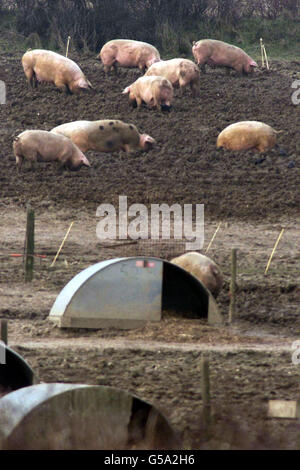 Porcs sur des terres en quarantaine à la ferme Farringford à Freshwater Bay, sur l'île de Wight, où des fonctionnaires du ministère de l'Agriculture enquêtent sur la possibilité d'une éclosion de fièvre aphteuse.* les porcs de la ferme Farringford et un autre dans le Berkshire avaient été fournis à un abattoir dans l'Essex où la maladie virale a été découverte. Banque D'Images