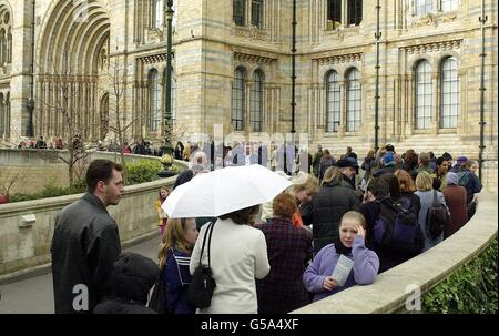 Les parents et leurs jeunes font face à des files d'attente allant jusqu'à 90 minutes devant le Musée d'Histoire naturelle dans le centre où un modèle de robot de Tyrannosaurus Rex attire 13,000 personnes chaque jour. *... Mais beaucoup pensent que cela vaut la peine d'attendre pour avoir un aperçu du modèle animé qui a été ouvert au public il y a une semaine. Debout à plus de quatre mètres de haut, la bête se déplace comme le vrai T-rex, qui a vécu en Amérique du Nord entre 67 et 65 millions d'années auparavant. Banque D'Images