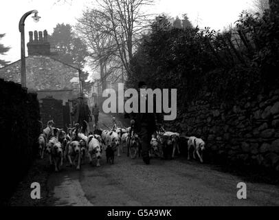 CHASSE AU RENARD 1962 : il semble qu'il y ait un étranger (au centre du front) au milieu des Coniston Foxhounds, car ils sont pris de leur Ambleside, Westmorland, chenils par le huntsman Anthony Chapman.Le pack, bien connu dans le district des lacs, a une grande suite. Banque D'Images