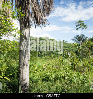 Forêt amazonienne, Loreto, Pérou Banque D'Images