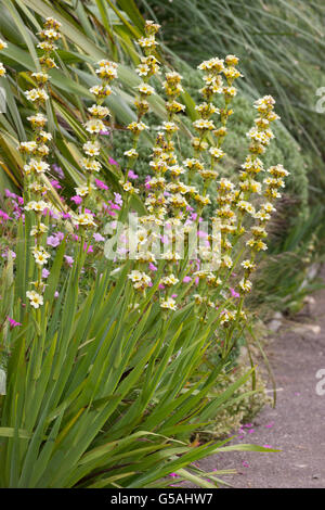 Tiges hautes de la Hardy, jardin de vivaces, Sisyrinchium striatum Banque D'Images