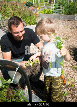 Trois ans Mateo Zunelek et son père Denis travailler à leur terrain dans le jardin communautaire de Squamish. Squamish BC, Canada Banque D'Images