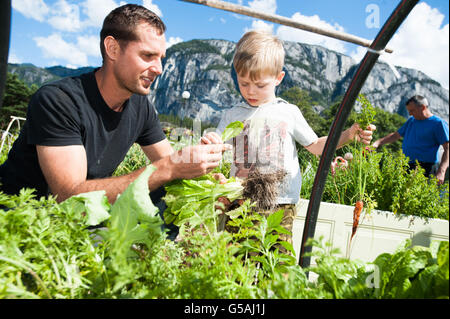 Trois ans Mateo Zunelek et son père Denis travailler à leur terrain dans le jardin communautaire de Squamish. Squamish BC, Canada Banque D'Images