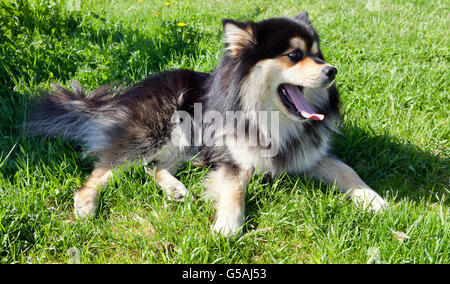 Un chien reste dans l'herbe dans certaines ombres. Gros plan sur un Finnish Lapphund. Banque D'Images