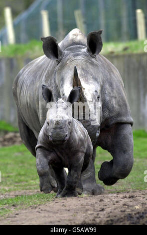 La toute nouvelle arrivée du West Midlands Safari Park, « Hope », le Southern White Rhino de cinq semaines, mène sa mère « Tootsie » pour une charge autour de son enceinte.*... le parc est ouvert aux affaires malgré l'épidémie de pied et de bouche, bien que les visiteurs soient invités à se garer à l'extérieur des enclos d'animaux et sont conduits autour du site dans des entraîneurs désinfectés.5/5/01 Safari Park boss a déclaré samedi 5 mai 2001 qu'il est maintenant autorisé à s'aventurer entièrement en public après des restrictions de pied-et-bouche au parc et à la campagne environnante.Comme de nombreuses attractions, le parc de 200 hectares a été touché par la fièvre aphteuse Banque D'Images