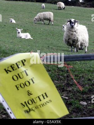 Agneaux nouveaux nés dans les Glens d'Antrim sur la côte nord. Les agneaux font face à certains abattages puisqu'ils se trouvent dans la troisième zone touchée par la fièvre aphteuse. Des milliers d'animaux doivent être tués dans la région de North Antrim. * ...in une tentative de contenir la dernière épidémie d'Ulster. Des vétérinaires de pratique privée sont également en train d'être rédigés pour aider le ministère de l'Agriculture à endiguer la crise de la fièvre aphteuse en Irlande du Nord. Avec la spéculation croissante que les dernières épidémies ont été causées par le mouvement illégal de moutons, le ministre de l'Agriculture, Brid Rodgers, a déclaré qu'elle écrivait aux agriculteurs pour les exhorter Banque D'Images