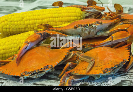 Pays à faible ébullition Crabe Banque D'Images