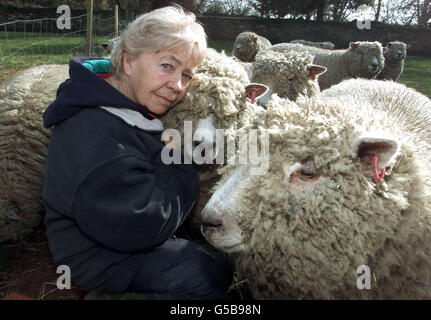 Moira Linaker à Cumbria avec son troupeau de brebis rares de Ryeland - l'un des plus anciens de Grande-Bretagne sur l'enregistrement. Au cours du week-end, on lui a dit que ses moutons en bonne santé devraient être abattus car ils se trouvent à moins de 3 km d'une ferme infectée. * Mme Linaker a lancé un appel au MAFF pour sauver sa race prisée. Banque D'Images