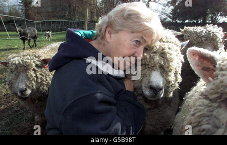 Moira Linaker à Cumbria avec son troupeau de brebis rares de Ryeland - l'un des plus anciens de Grande-Bretagne sur l'enregistrement. Au cours du week-end, on lui a dit que ses moutons en bonne santé devraient être abattus car ils se trouvent à moins de 3 km d'une ferme infectée. * Mme Linaker a lancé un appel au MAFF pour sauver sa race prisée. Banque D'Images