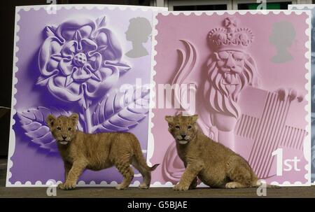 Les oursons du lion Ben et Blue Obtenez un aperçu en avant-première du numéro de Saint-George's Day des nouveaux timbres du Royal Mail au siège social de Consignia (anciennement le bureau de poste), dans le centre de Londres. *...l'ensemble, publié le 23 avril 2001, présente le Lion couronné d'Angleterre, (1ère classe, à droite), la Rose anglaise (à gauche) et les trois Lions d'Angleterre (2ème classe, non montré). Banque D'Images