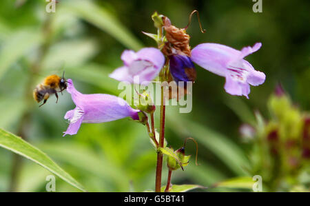 Papillons et papillons au zoo de Chester.Une abeille recherche le pollen par temps chaud au zoo de Chester. Banque D'Images