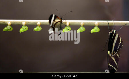 Papillons au Zoo de Chester Banque D'Images