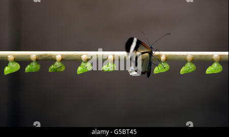 Papillons et papillons au zoo de Chester.Un papillon de glasswing et un peu de Chrysalis au zoo de Chester. Banque D'Images