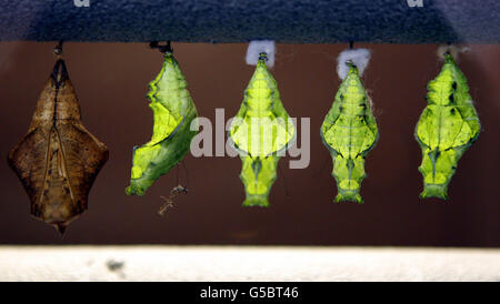 Papillons et papillons au zoo de Chester. Chrysalis au zoo de Chester. Banque D'Images