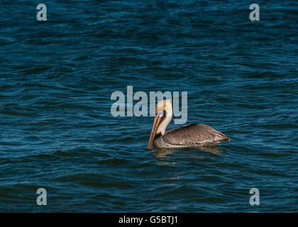 Pelican natation avec bec dans l'eau Banque D'Images