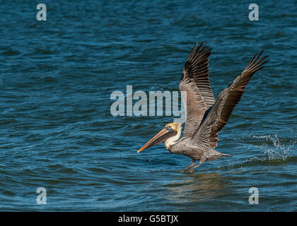 Début d'ocean vol pelican Banque D'Images