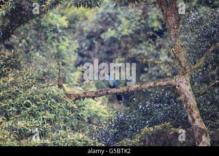 Grand touraco bleu (Corythaeola cristata) dans le Parc National de Nyungwe, au Rwanda Banque D'Images