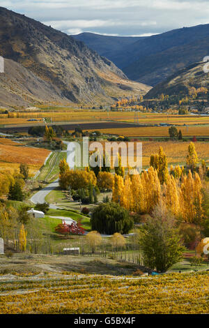 Couleurs d'automne, Felton Road, Bannockburn, près de Cromwell, et Gorge de Kawarau, Central Otago, île du Sud, Nouvelle-Zélande Banque D'Images