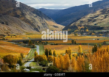 Couleurs d'automne, Felton Road, Bannockburn, près de Cromwell, et Gorge de Kawarau, Central Otago, île du Sud, Nouvelle-Zélande Banque D'Images