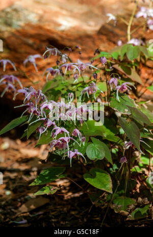 Epimedium grandiflorum, JOLIE EN ROSE Banque D'Images