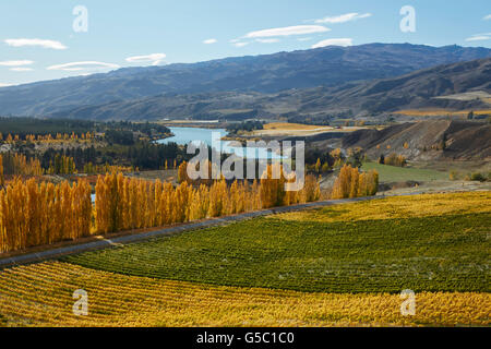 Mt Difficulté vignoble et les peupliers en automne, Bannockburn, Central Otago, île du Sud, Nouvelle-Zélande Banque D'Images