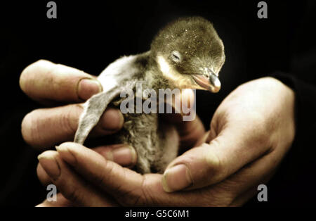 Chirpy, un poussin Gentoo Penguin de deux heures est pesé pour la première fois, le zoo d'Édimbourg. Huit poussins ont été éclos au zoo au cours des trois dernières semaines. Les pingouins de Gentoo construisent leurs nids sur des galets et chaque femelle pond habituellement deux oeufs. * une fois que les oeufs ont éclos, les parents prennent tour à tour pour les nourrir avec des poissons régurgités. Banque D'Images