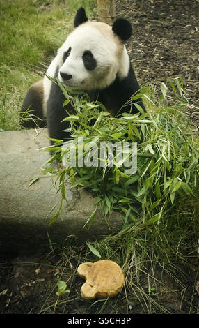 Yang Guang le panda célèbre son anniversaire avec un gâteau spécial au zoo d'Édimbourg en Écosse. Banque D'Images