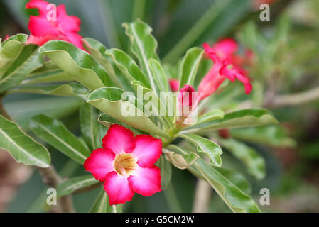 Fleur bignonia rose Banque D'Images