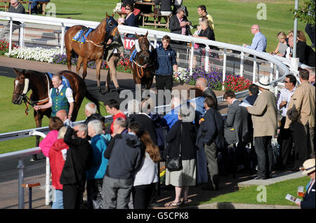 Une vue générale sur les coureurs montre que les chevaux sont marchés autour de l'anneau de parade à l'hippodrome d'Epsom Downs Banque D'Images