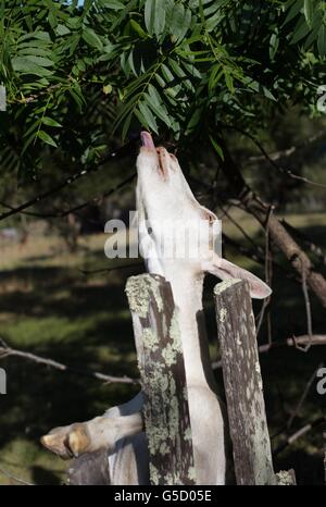 Une chèvre blanche atteignant jusqu'à un arbre pour manger les feuilles. Banque D'Images